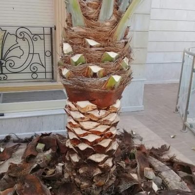تنيبق-حدائق-الطائف-44.jpg