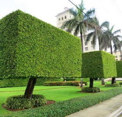 قص-اشجار-11.jpg