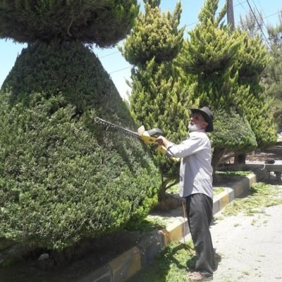 قص-اشجار-2.jpg