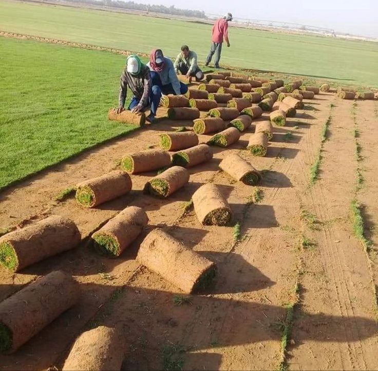 ee949ebc9872bcc6e71d731882de43ff