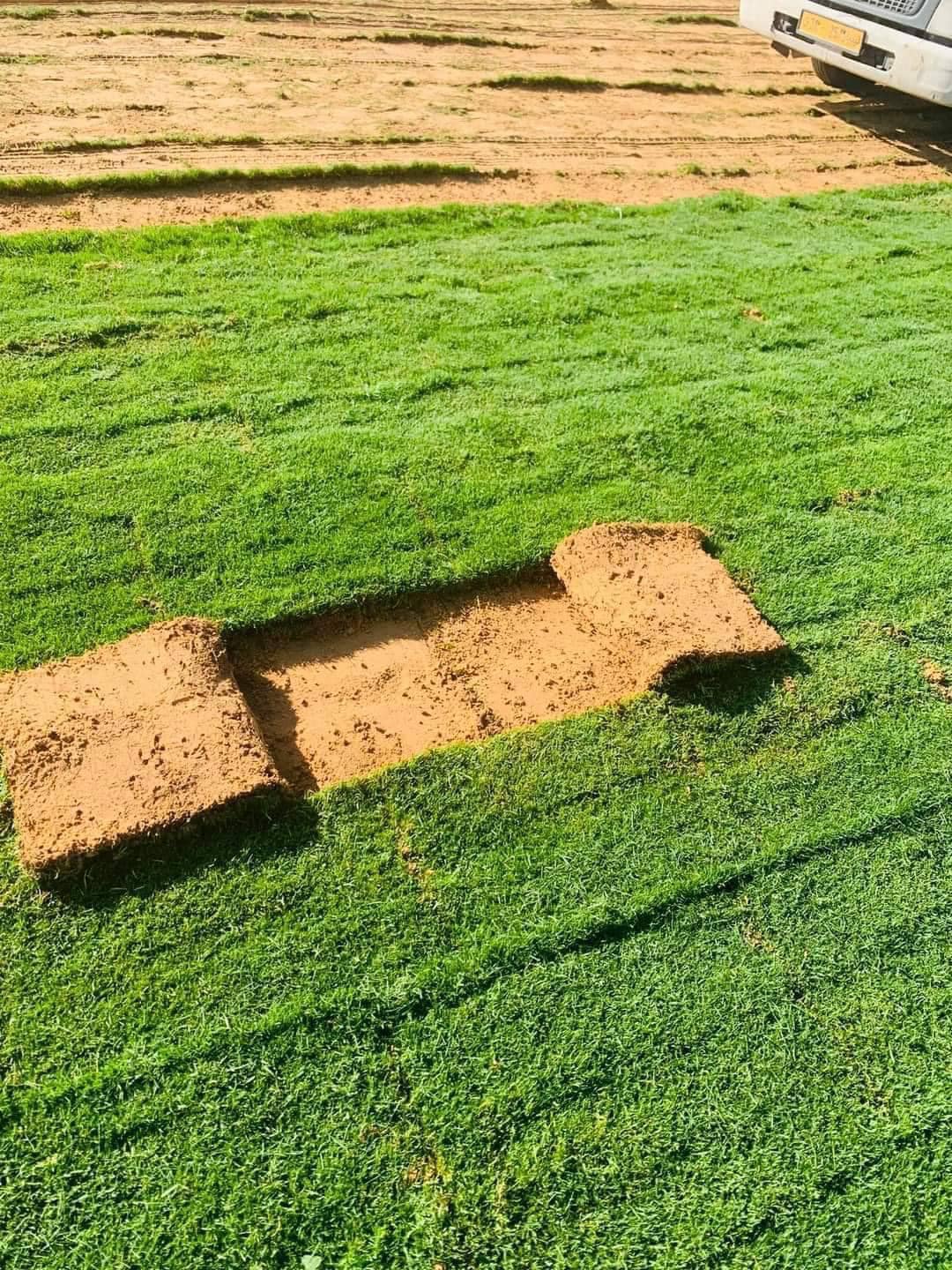 عشب-طبيعي-40