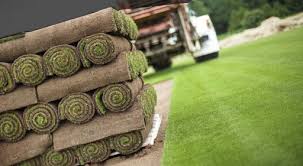 عشب-طبيعي-الرياض-1