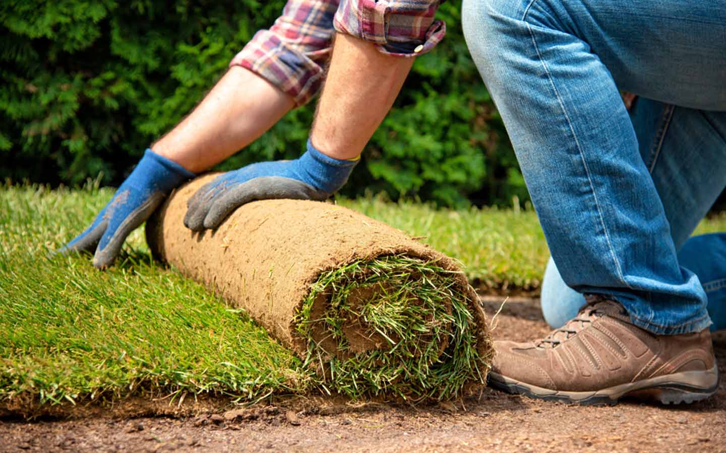 عشب-طبيعي-الرياض-8